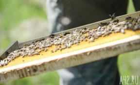 В Московской области найдено тело мужчины с множественными укусами пчёл