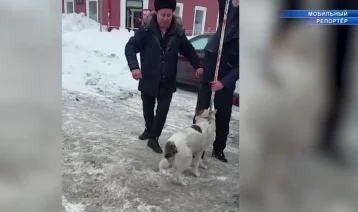 Фото: В Кузбассе бездомная собака прокусила губу школьнице 1