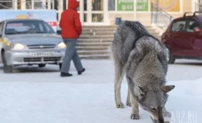 Соцсети: в Новокузнецке травят бродячих собак