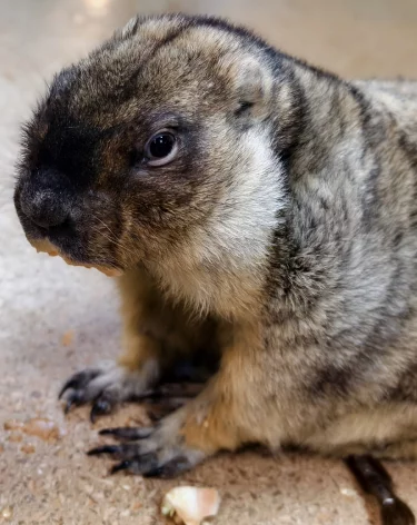 Фото: <a href=https://vk.com/tulazoo?w=wall-15622532_77238>Тульский областной экзотариум</a> / «ВКонтакте»