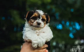 Россиян обяжут убирать за своими питомцами в местах общего пользования: новый законопроект