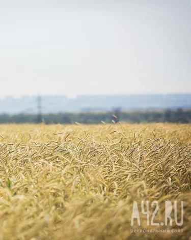 Фото: A42.RU