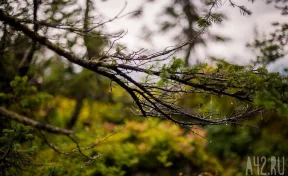 Пропавшим в тайге Усольцевым отправляли дроны с голосовым сообщением