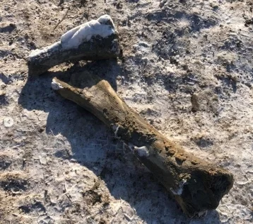 Фото: В кемеровском музее рассказали о найденных костях мамонта 1