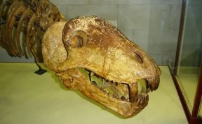 Во Франции на торги выставят 13-метровый скелет динозавра