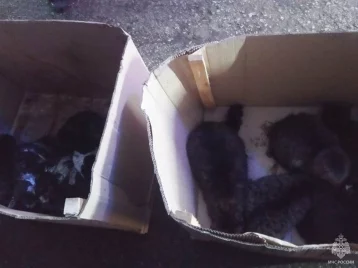 Фото: В Симферополе сотрудники МЧС спасли от мучительной смерти 15 котов  1