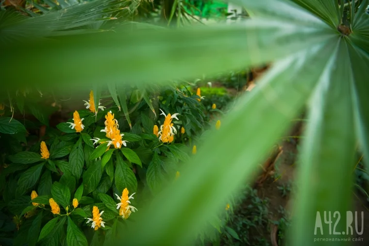 Фото: Портал в лето: прогулка по ботаническому саду 28
