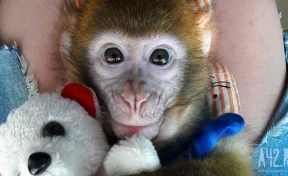 В Южно-Сахалинске обезьяна набросилась на годовалую девочку на улице  