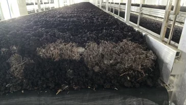 Фото: Глава правительства Кузбасса рассказал, как выращивают шампиньоны в Новокузнецком округе 1