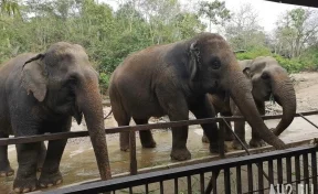 В Таиланде слониха растоптала старосту деревни в столкновении фермеров и слонов