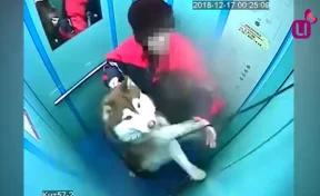 В Кузбассе собака чуть не погибла в лифте