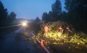 На кузбасской трассе поваленное дерево перегородило проезд автомобилям