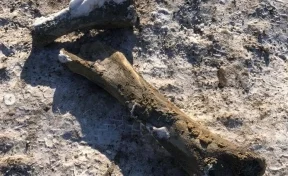 В кемеровском музее рассказали о найденных костях мамонта