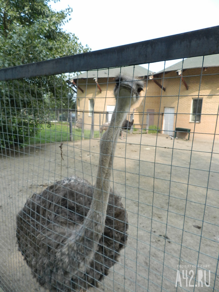 В Канаде 20 страусов вырвались из вольеров и бегали от полиции по городу