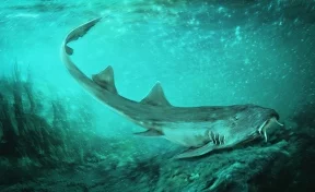 Новый род акул назвали в честь популярной видеоигры