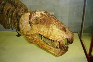 Фото: Во Франции на торги выставят 13-метровый скелет динозавра 1