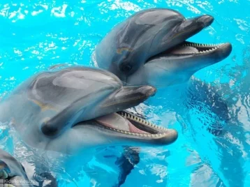 Фото: В Кемерове 21 декабря откроется передвижной дельфинарий 1