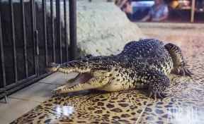 В сибирском посёлке нашли мёртвого крокодила