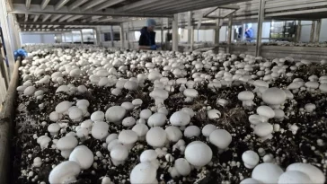 Фото: Глава правительства Кузбасса рассказал, как выращивают шампиньоны в Новокузнецком округе 2