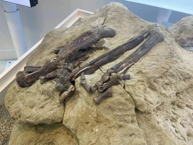 Фото: Самый древний янтарь России, мини-стоунхендж Алчедата и хищный ящер Киякурсор: что раскопали археологи в Кузбассе 4