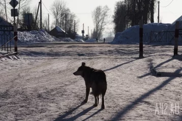 Фото: В Новокузнецке бездомная собака напала на ребёнка и укусила его, следком начал проверку  1