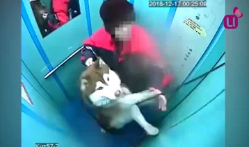 Фото: В Кузбассе собака чуть не погибла в лифте 1
