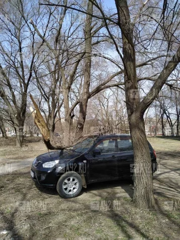 Фото: Очевидец: в Кемерове на машину упало дерево 3