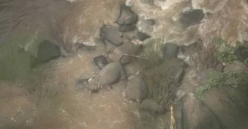 Фото: В Таиланде пять слонов погибли, спасая слонёнка 1