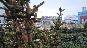 Фото: Мэрия: во всех районах Кемерова начали работать ёлочные базары 1