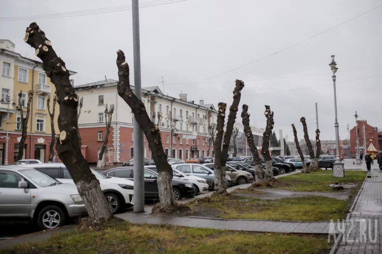 Фото: Уродливые, но безопасные: зачем в Кемерове каждый год пилят деревья 1