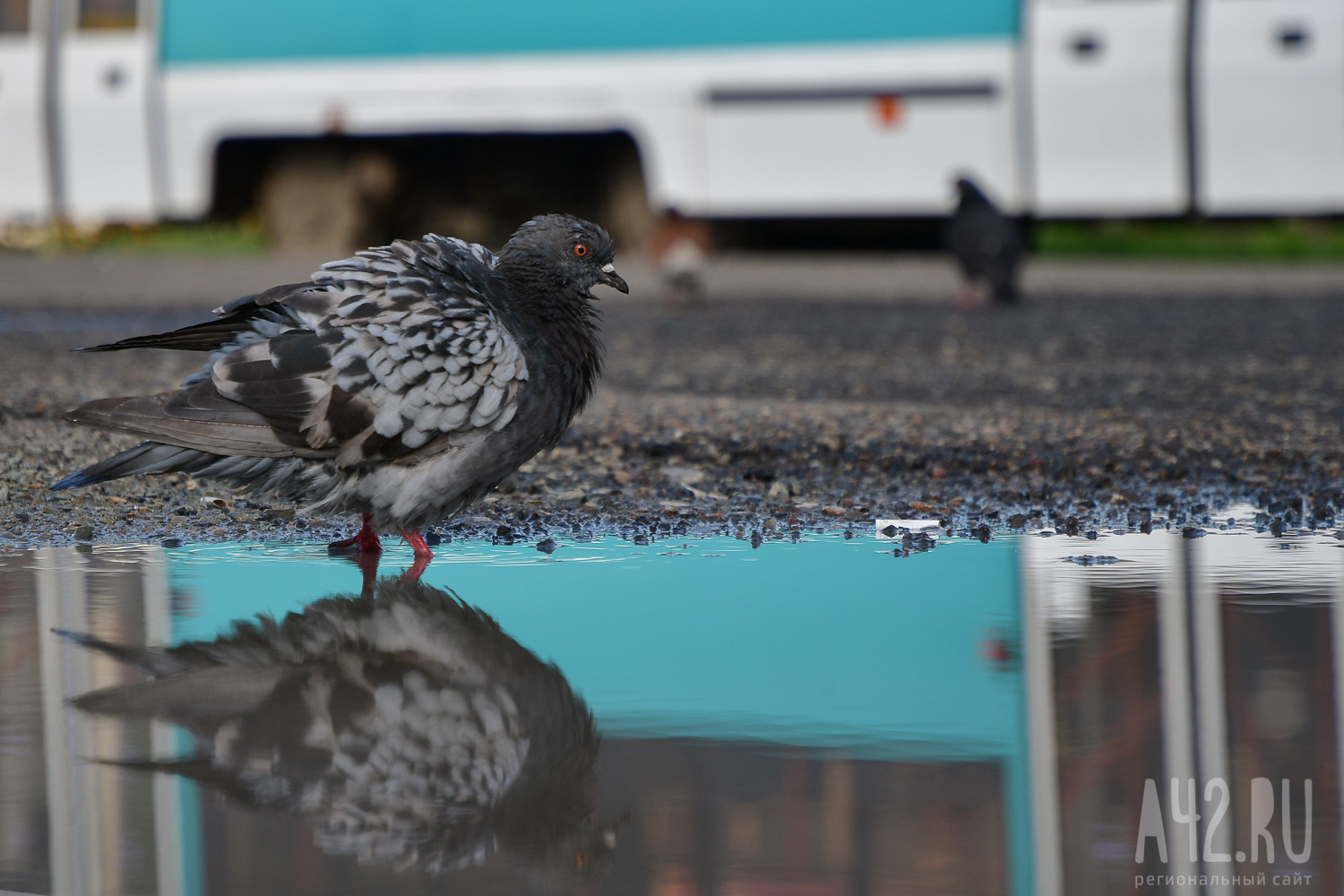 Станция по борьбе с болезнями животных проводит проверку по факту массовой гибели голубей в кузбасском городе