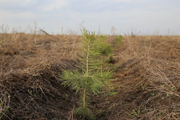 Фото: Good Line следит за состоянием высаженных деревьев в Кемерове 2