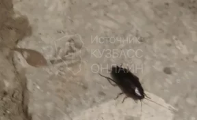 Кемеровчане пожаловались на крыс и тараканов в многоквартирном доме