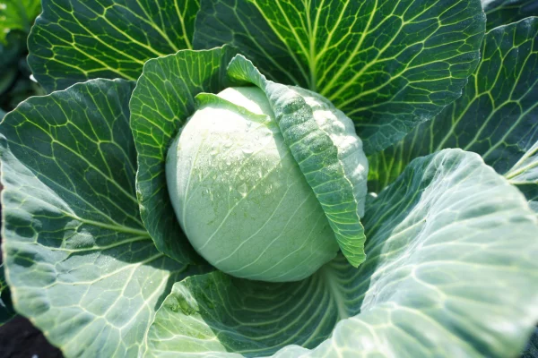 РСХБ: за четверть века производство овощей и бахчевых в России выросло почти на 40%