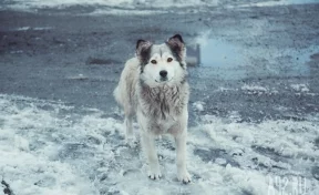 «Ждёт около месяца»: кузбассовцы обсуждают собаку, которая не уходит с оживлённой трассы