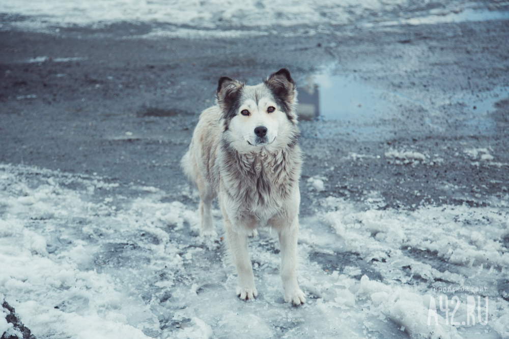 «Ждёт около месяца»: кузбассовцы обсуждают собаку, которая не уходит с оживлённой трассы