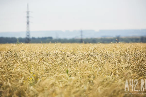 В Кузбассе фермера оштрафовали за использование опасных пестицидов