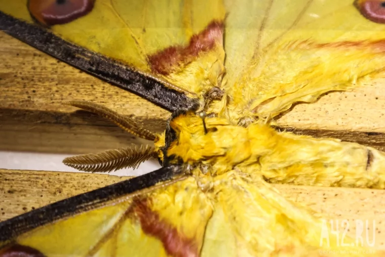 Фото: Полгода жил батраком в Таиланде, ловил бабочек в Перу, спасался от гигантских пиявок во Вьетнаме: как кемеровский энтомолог собрал 250 тысяч насекомых 28