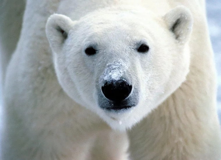 В сети появились «группы жизни», их символ – белый медведь. Фото: flickr.com