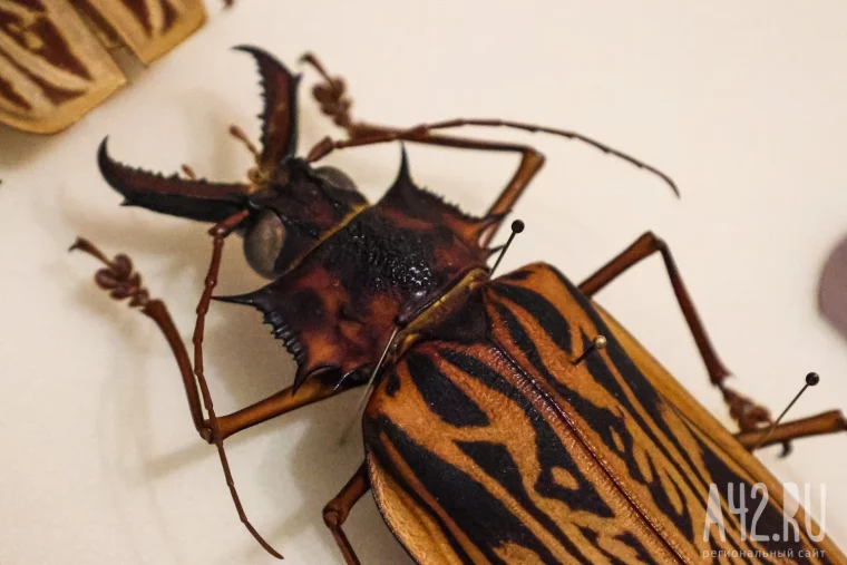 Фото: Полгода жил батраком в Таиланде, ловил бабочек в Перу, спасался от гигантских пиявок во Вьетнаме: как кемеровский энтомолог собрал 250 тысяч насекомых 30