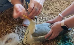 Жительница Кузбасса спасла серую цаплю с раненой лапой: птице планируют поставить протез
