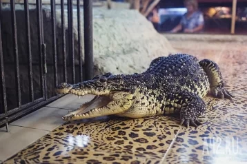 Фото: В сибирском посёлке нашли мёртвого крокодила 1