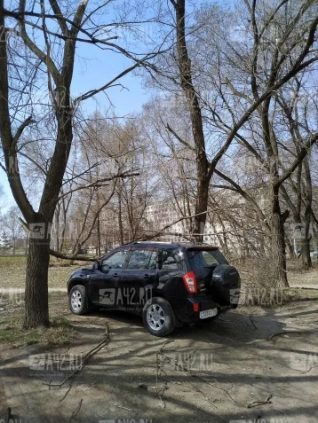 Фото: Очевидец: в Кемерове на машину упало дерево 4