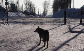 В Новокузнецке бездомная собака напала на ребёнка и укусила его, следком начал проверку 