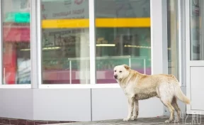 В Кузбассе бездомная собака напала на ребёнка и откусила часть уха