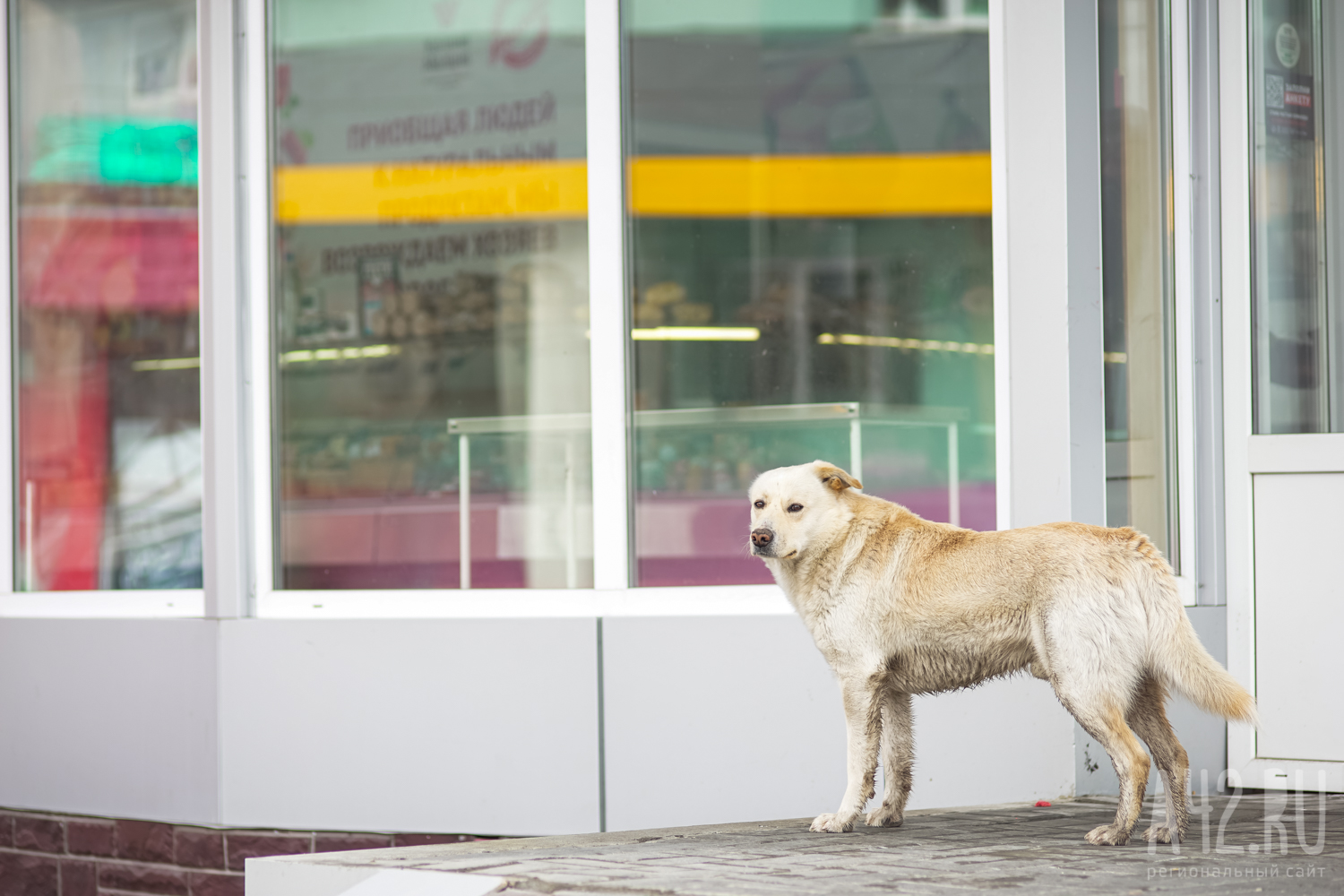 В Кузбассе бездомная собака откусила ребёнку часть уха
