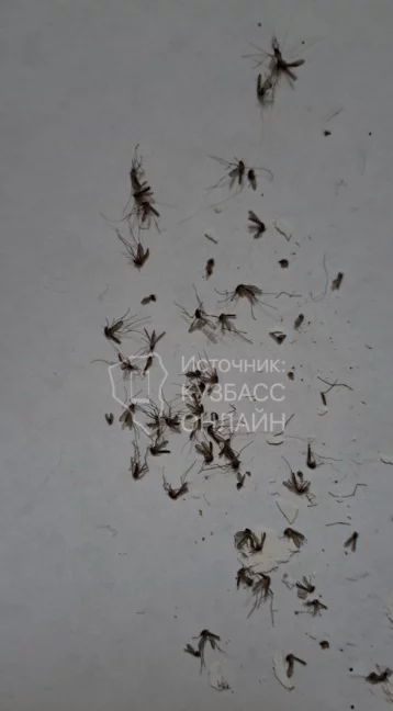 Фото: В Кузбассе жильцам многоквартирного дома не дают покоя комары 1