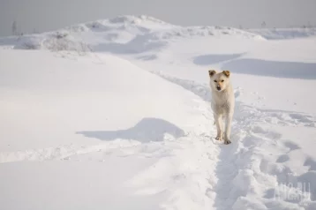 Фото: Белую собаку с ошейником обнаружили в Ленинске-Кузнецком на остановке 1