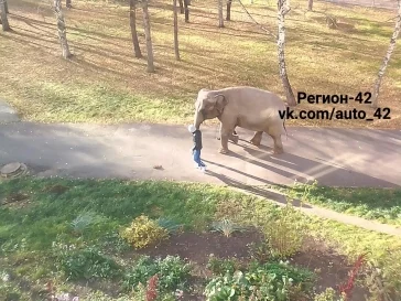Фото: Кемеровчане испугались «сбежавших» из цирка слонов 1