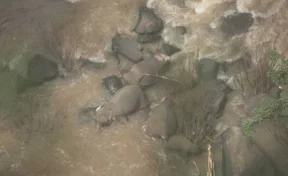 В Таиланде пять слонов погибли, спасая слонёнка